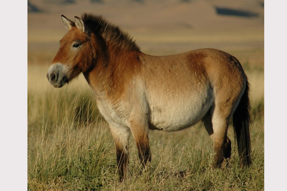 Új adatok a ló háziasításának történetéhez
