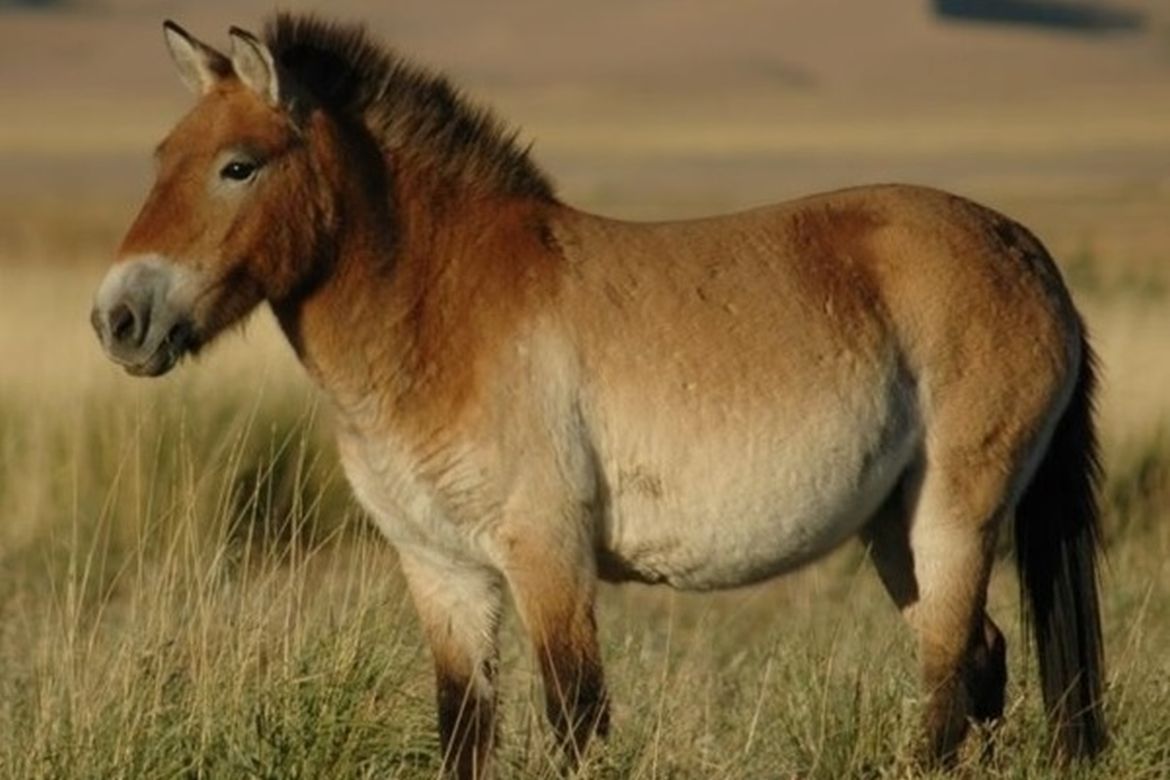 A ló háziasításának története – friss eredmények a Nature-ben   
