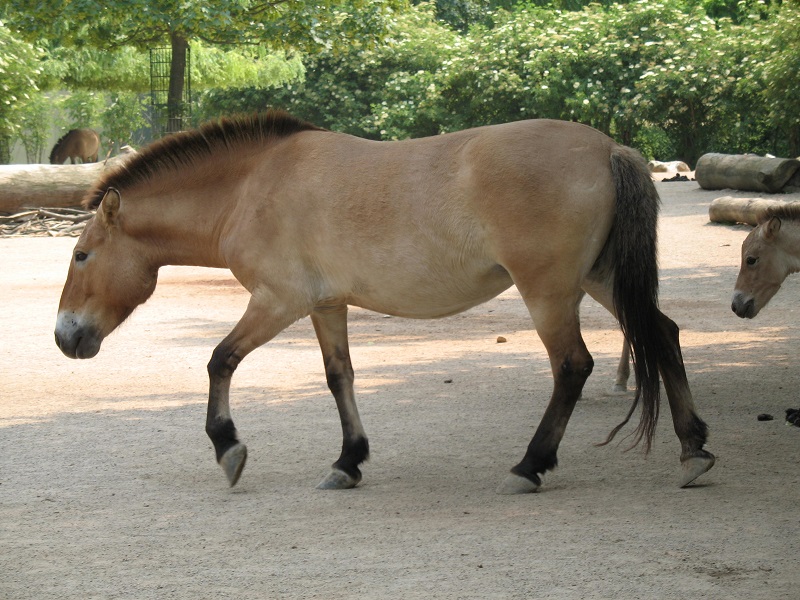 Pzsevalszkij ló